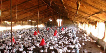 उपत्यकाको विभिन्न ठाउँमा बर्डफ्लू संक्रमण पुष्टि