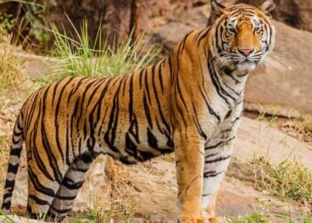 चितवनमा रोयल बेङ्गाल बाघ मृत फेला