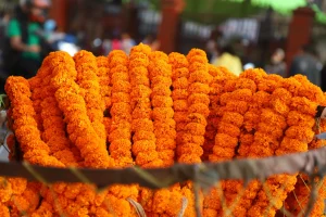 तिहारमा विदेशी फूलमाला ल्याएर बिक्री गरे महानगरले कारवाही गर्ने, स्वदेशी फूल बेच्न काठमाडाैंमा ताेकियाे ३२ स्थान