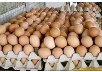 किन आकाशिदै छ अण्डाको मूल्य ?