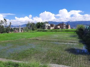 असार सकिनै लाग्दा देशैभर करीब ४२ प्रतिशत धान रोपाइँ