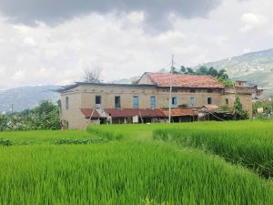 रोपाइँ सकिएसँगै भक्तपुरमा हरियालीको मनमोहक दृश्य