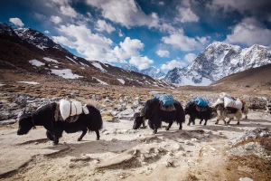 मुस्ताङमा हिमपातका कारण चिसो बढ्दै, उच्च लेकमा पालिएका याकचौँरीलाई बेँसीमा स्थान्तरण