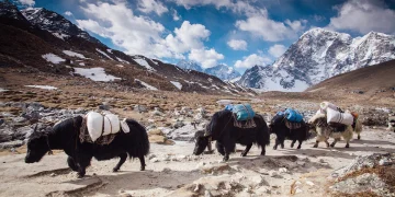 मुस्ताङमा हिमपातका कारण चिसो बढ्दै, उच्च लेकमा पालिएका याकचौँरीलाई बेँसीमा स्थान्तरण