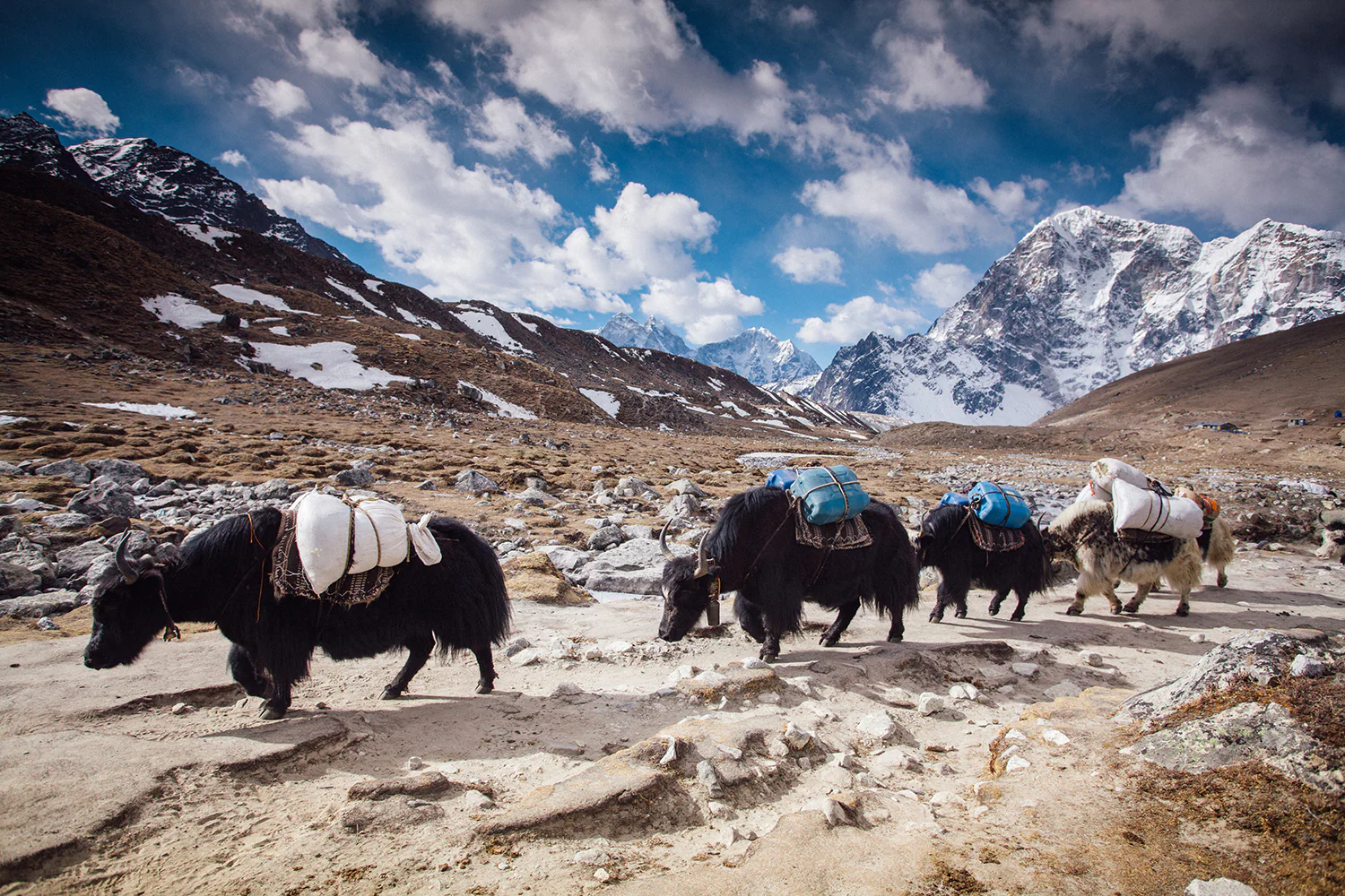मुस्ताङमा हिमपातका कारण चिसो बढ्दै, उच्च लेकमा पालिएका याकचौँरीलाई बेँसीमा स्थान्तरण : Icon Khabar
