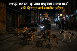 भक्तपुर नगरमा भुस्याहा कुकुरको आतंक बढ्दो, राति हिँडडुल गर्न स्थानीय त्रसित