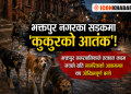 भक्तपुर नगरका सडकमा ‘कुकुरको आतंक’! भुस्याहा कुकुरको बथानले बढायो नागरिकमा त्रास