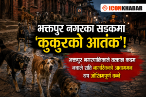 भक्तपुर नगरका सडकमा ‘कुकुरको आतंक’! भुस्याहा कुकुरको बथानले बढायो नागरिकमा त्रास